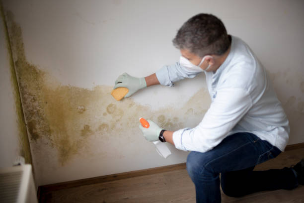 Mold Documentation for Insurance Claims in Pine Knot, KY